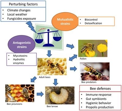 Aspergillus-bees: A dynamic symbiotic association